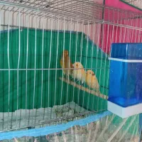 جوجه چهارماه قناری