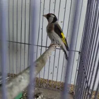 فقط معاوضه با دوبر نر