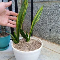 تعدادی گل باگلدون زامفولیا بلک گندمی و..|گل و گیاه طبیعی|بیرجند, |دیوار