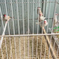 فنچ نرگسی شکلاتی و سفید