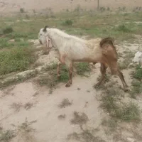 نربز  گوش بلند دوساله نیم چاق چاق