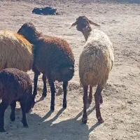 میش و بره|حیوانات مزرعه|کوهدشت, |دیوار