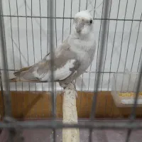 طوطی عروس جفت|پرنده|رشت, نظری|دیوار