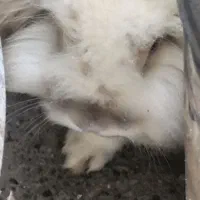 خرگوش لوپ اوکراینی