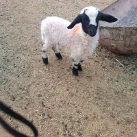 ۱۰ راس بره ماده  و میش