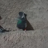 پشت زرد و سینه سیاه