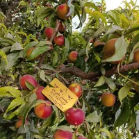 نهالستان میاندوآب