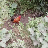 ۲ تا خروس|حیوانات مزرعه|شاندرمن, |دیوار