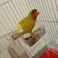 طوطی کوتوله|پرنده|اصفهان, پوریای ولی|دیوار