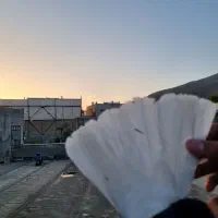 کفتر|پرنده|زبرخان, |دیوار