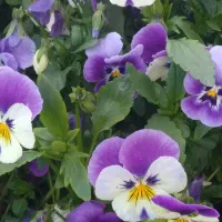 تدریس زیست شناسی و زبان