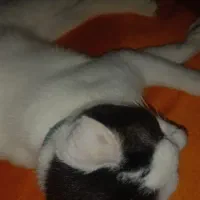واگداری بچه گربه