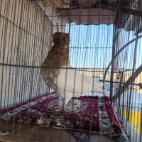 نرکله ای|حیوانات|بروجرد, |دیوار