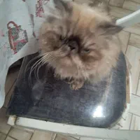 واگزاری|گربه|شاهین‌شهر, حافظ جنوبی|دیوار