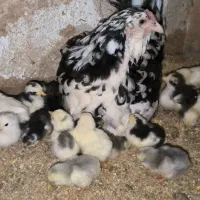 تخم مرغ گلین خالص