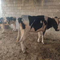 گاو گوساله