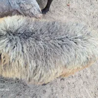 گوسفند بره .وره مار .بز