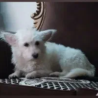 سگ اشپیتز گمشده