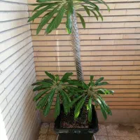 گیاه آپارتمانی