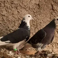 کبوتر|پرنده|تهران, زرکش|دیوار