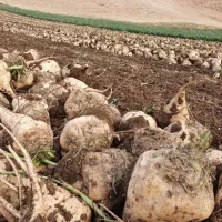 خریداری چغندر قند