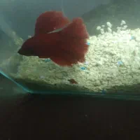 ماهی فایتر نر و ماده