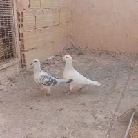 شامی و پاکستانی