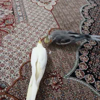 عروس هلندی