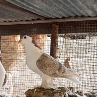 کبوتر لاهور