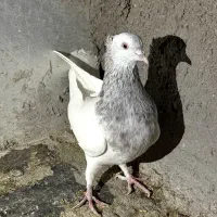 کله ای|پرنده|بم, |دیوار