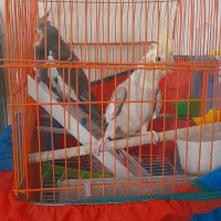 چهار عدد عروس هلندی