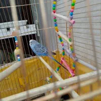 مرغ عشق هلندی