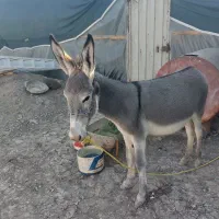 فروش ۲عدد الاغ در منطقه برخوار