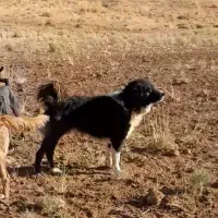 چند عدد سگ قدرجونی.گله ای