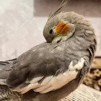 عروس هلندی نر  همراه با قفس