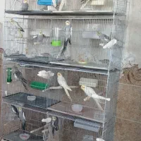 قفس هشت خان غلامی