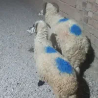 بره نر