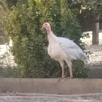 بوقلمون گوشتی|حیوانات مزرعه|مشهد, وکیل‌آباد|دیوار