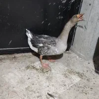 ۲۵ قطعه غاز در وزن های ۲تا ۳/۵