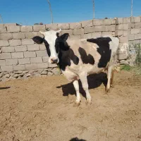 گاو شیری جوان