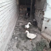 اردک|حیوانات مزرعه|امیدیه, |دیوار