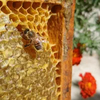 عسل100٪طبیعی درمانی