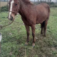 اسب کره نریان