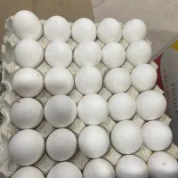 عرضه مستقیم تخم مرغ(عمده)