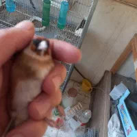 سهره  نر وماده چونه سفید جفتی