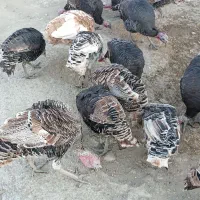 بوقلمون|حیوانات مزرعه|کوهدشت, |دیوار