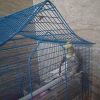 عروس هلندی