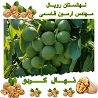 فروش نهال گردو پیوندی