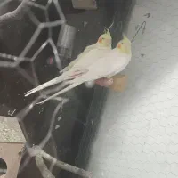 ۳ تا عروس جفت و یک ماده لوتینو قفس چوبی