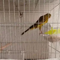 قناری|پرنده|ساری, |دیوار